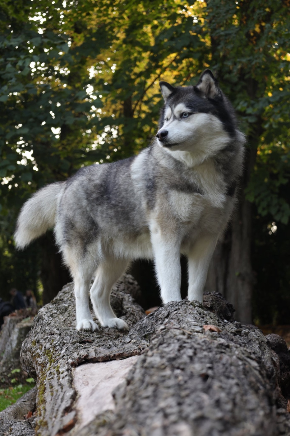 Pakita Des Flocons Sibériens