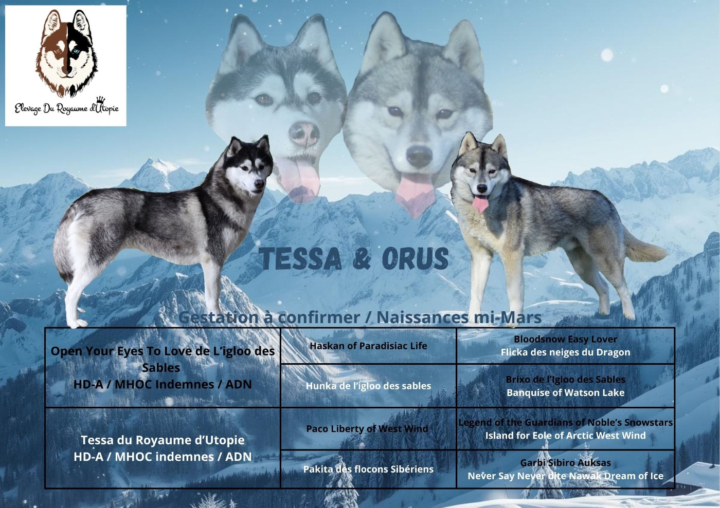 chiots à venir