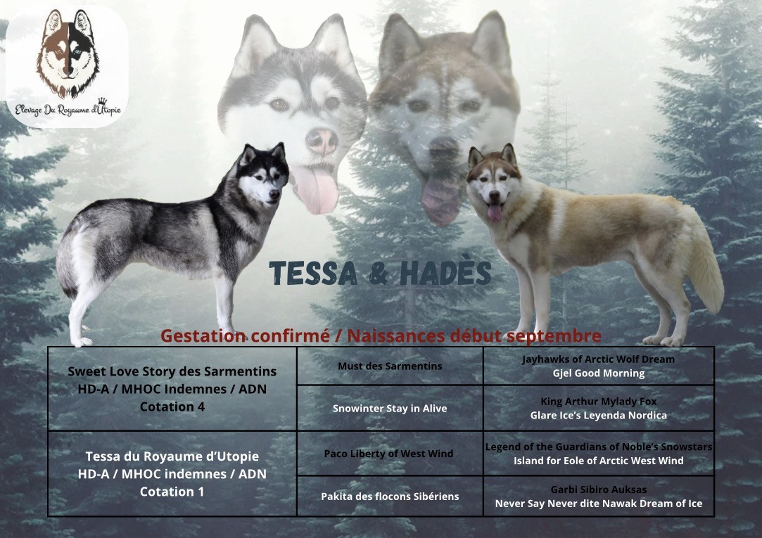 chiots disponibles