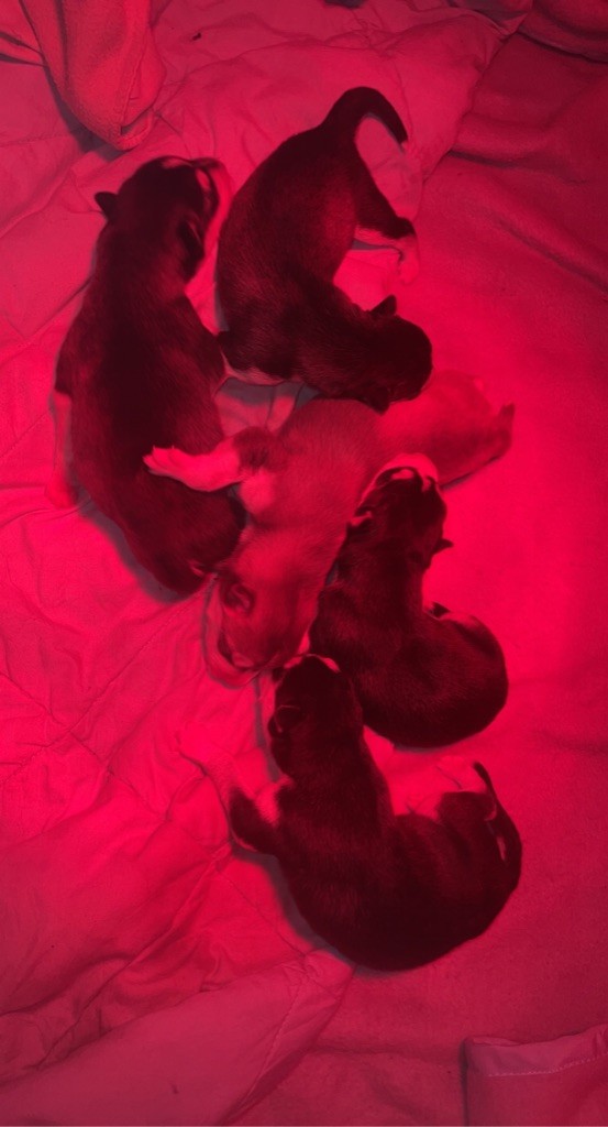 Chiots portée 2021 (Pakita x Men In Black de la comté des loups)