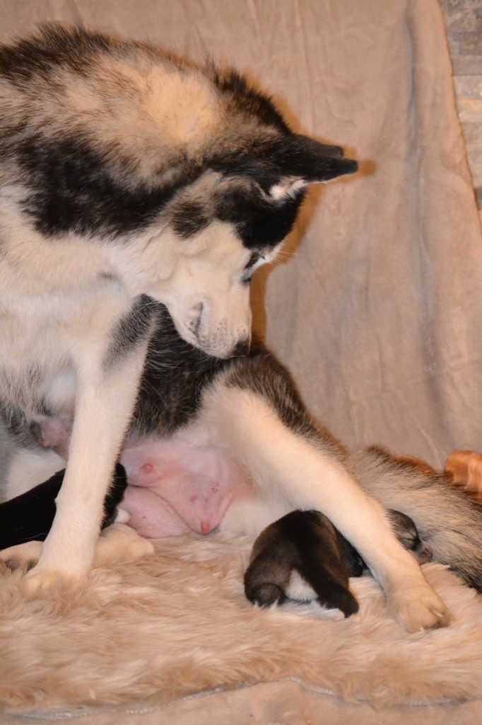 Chiots portée 2025 (Tessa x Open your eyes (Orus))