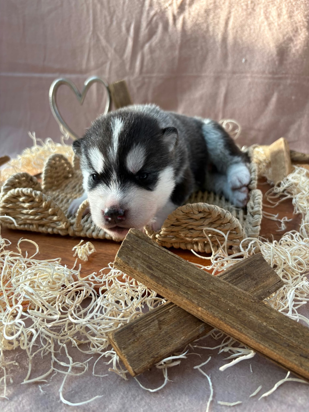 Du Royaume D'Utopie - Chiots disponibles - Siberian Husky
