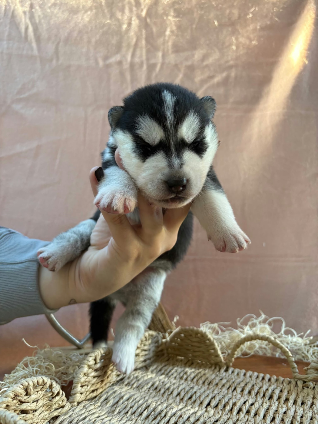 Du Royaume D'Utopie - Chiots disponibles - Siberian Husky