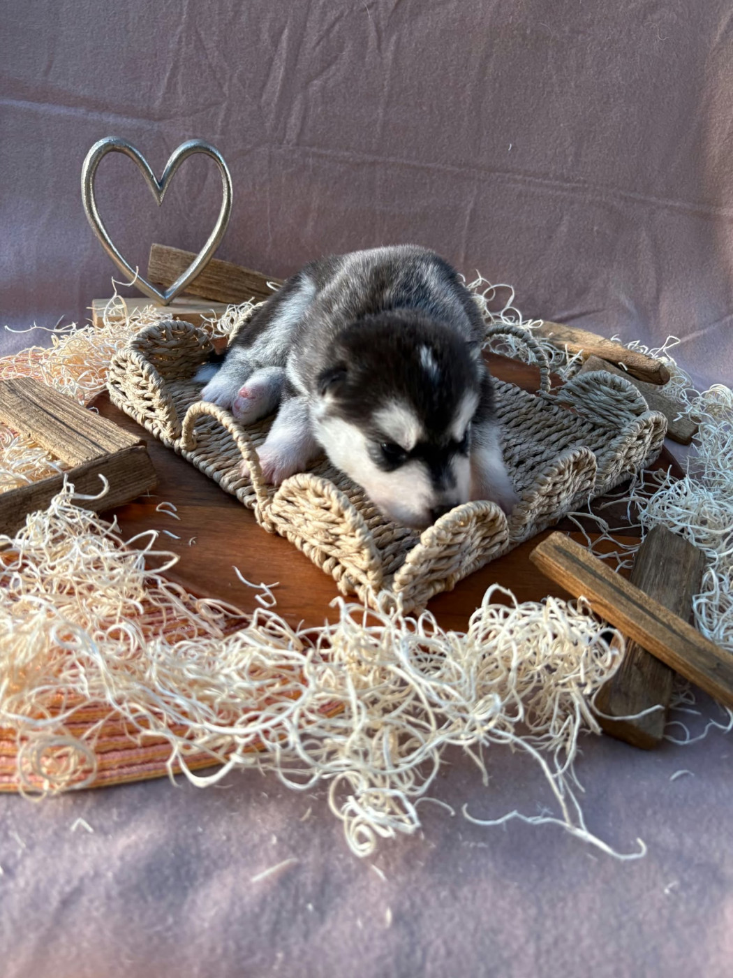 Du Royaume D'Utopie - Chiots disponibles - Siberian Husky