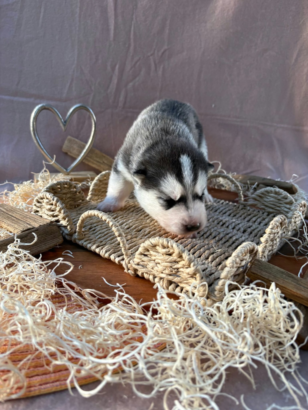 Du Royaume D'Utopie - Chiots disponibles - Siberian Husky