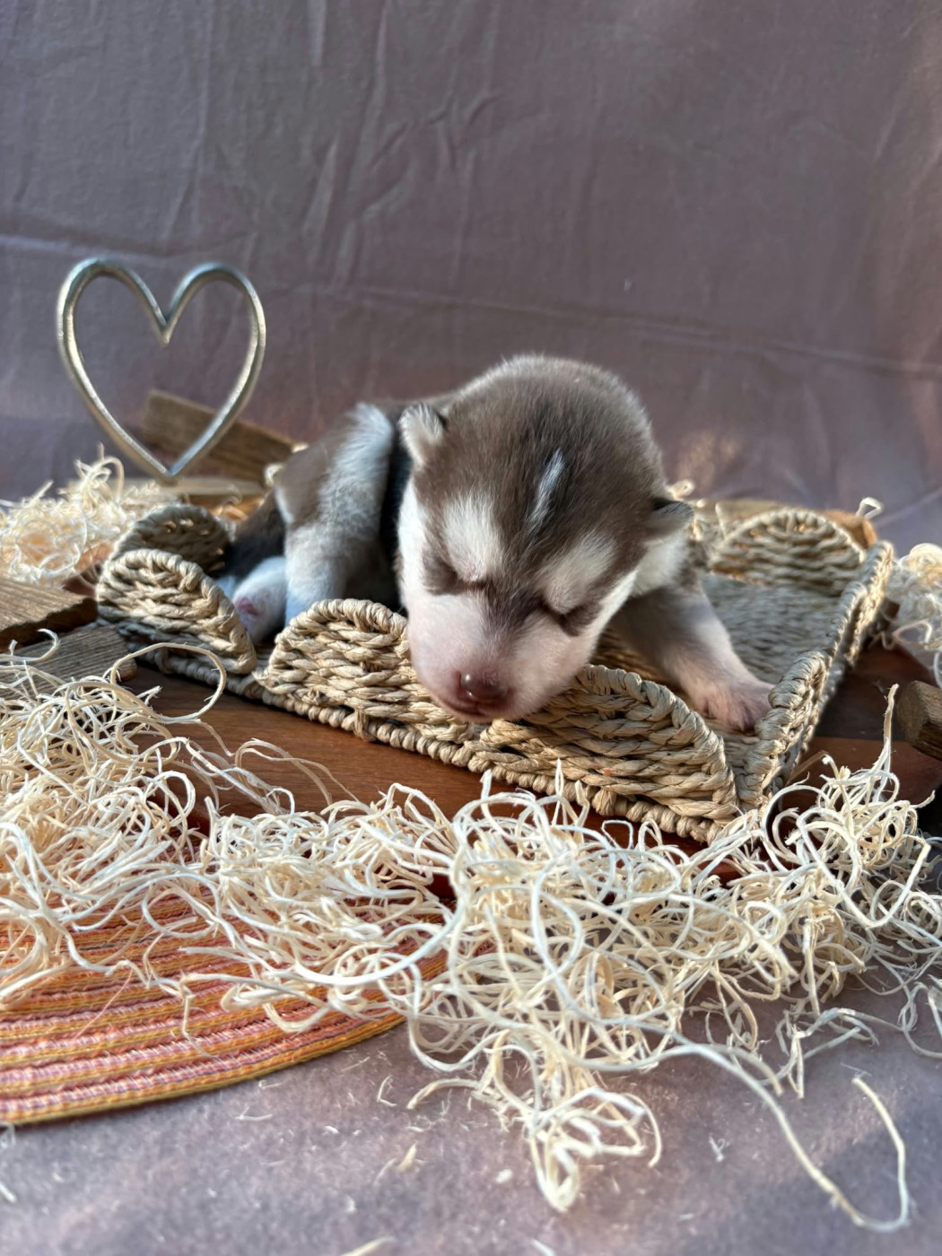 Du Royaume D'Utopie - Chiots disponibles - Siberian Husky