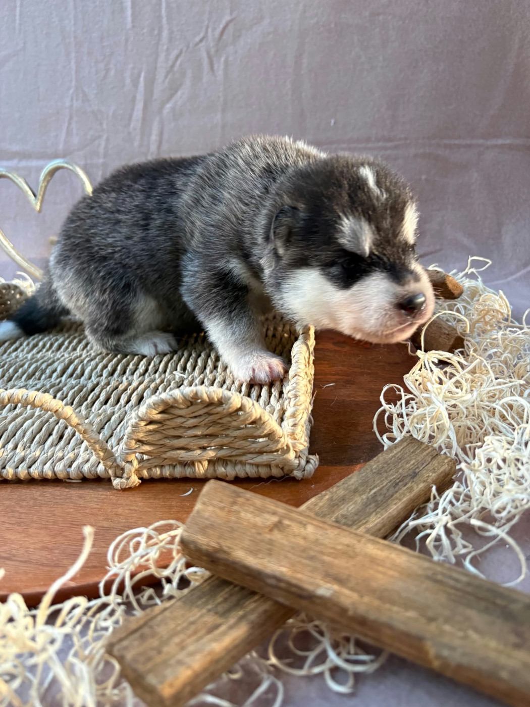 Du Royaume D'Utopie - Chiots disponibles - Siberian Husky