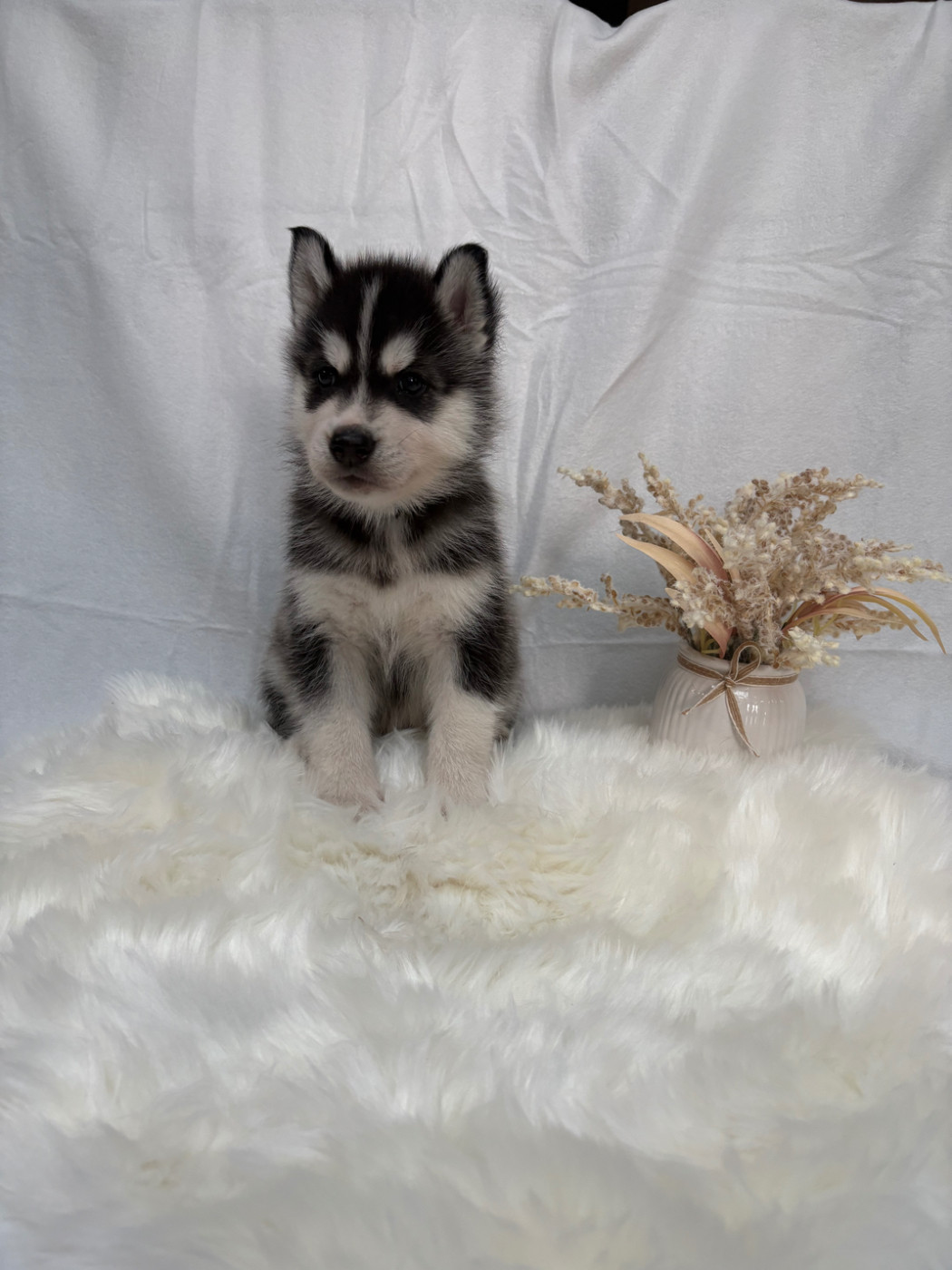 Du Royaume D'Utopie - Chiots disponibles - Siberian Husky