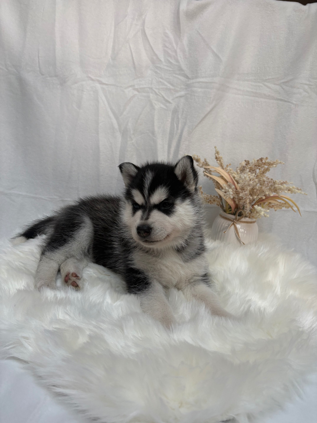 Du Royaume D'Utopie - Chiots disponibles - Siberian Husky