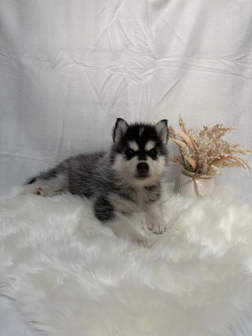 Du Royaume D'Utopie - Chiots disponibles - Siberian Husky