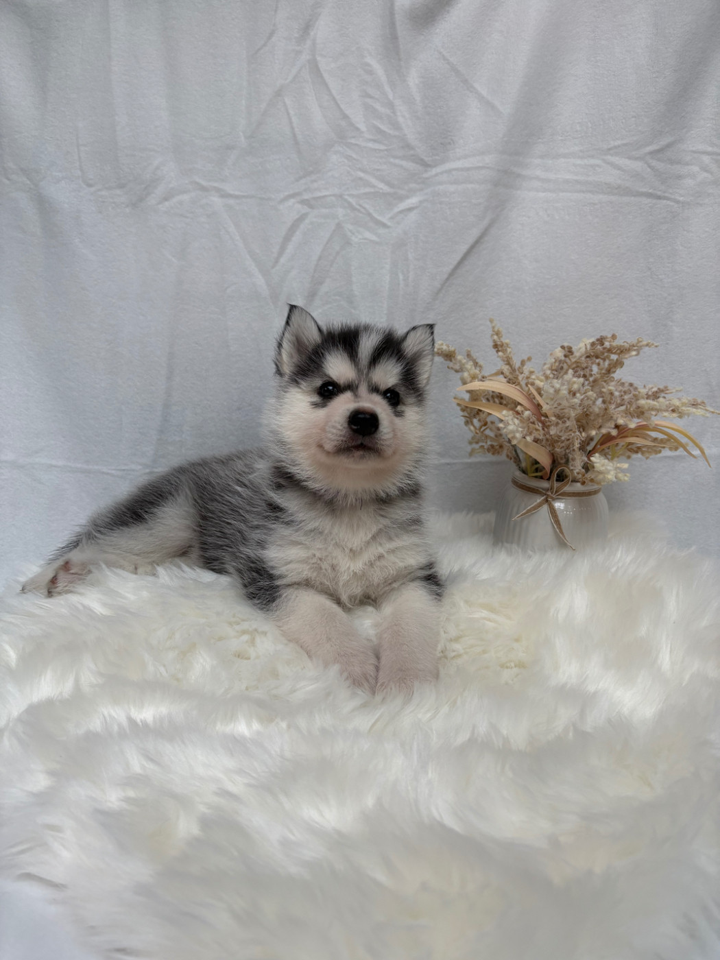 Du Royaume D'Utopie - Chiots disponibles - Siberian Husky