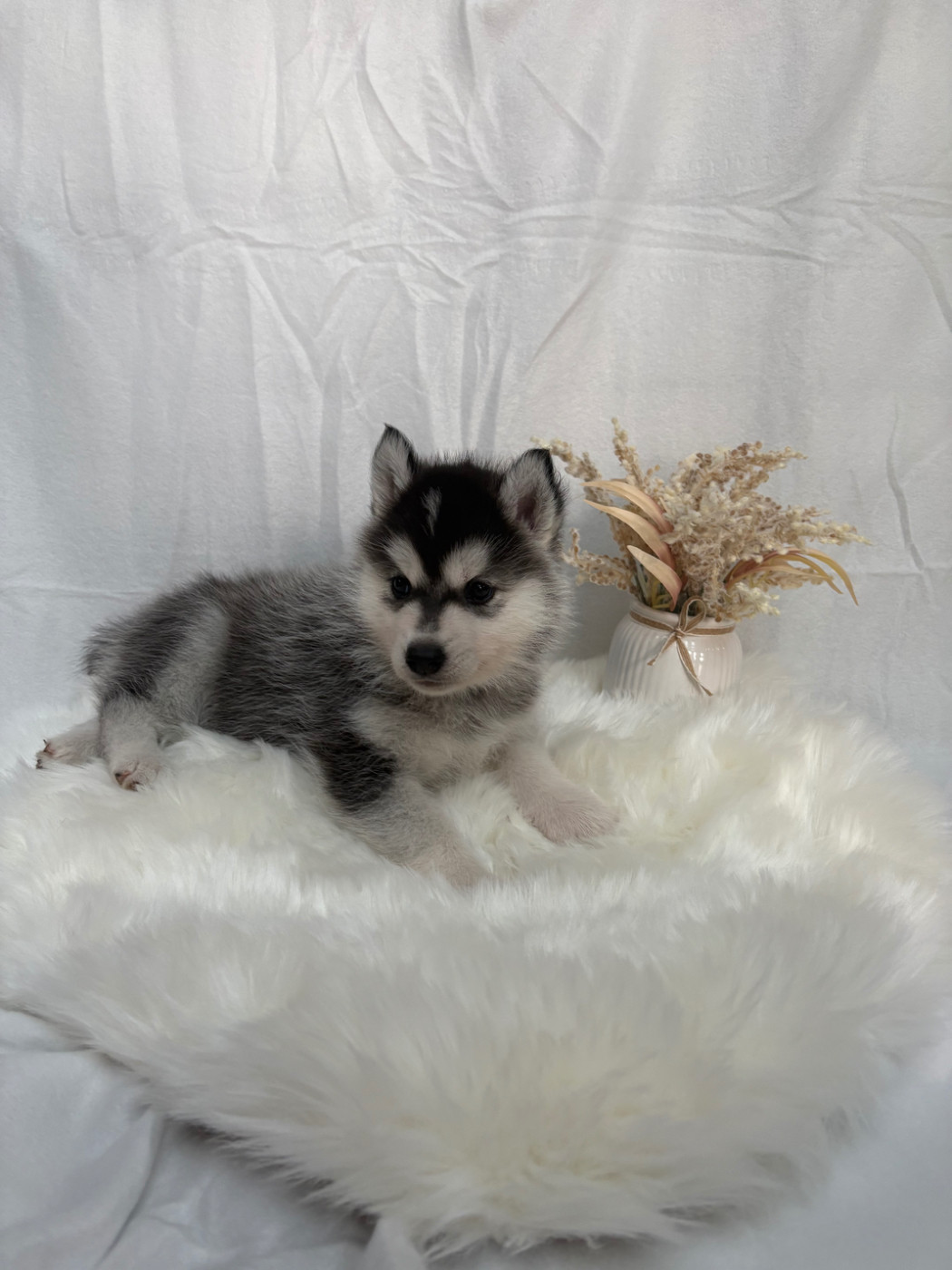 Du Royaume D'Utopie - Chiots disponibles - Siberian Husky